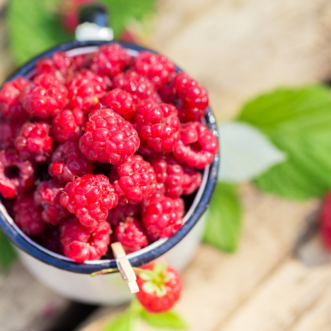 Obrázok Malina červená, remontantná (Rubus idaeus) ´MEEKER´ - výška 20-30 cm, kont. C1,5L